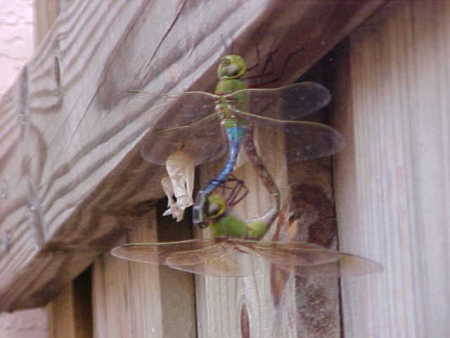 Side View of Mating Dragonflies Hanging From Fence