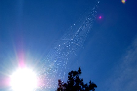 Large Spiders Web Reflecting in Sunlight