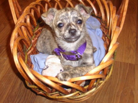 Dog in a bent cane type small basket.