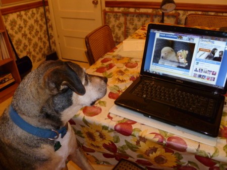 Rosie the Dog Looking at a Computer