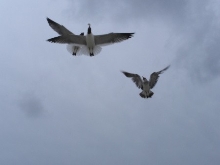 Seagull Catching Bread