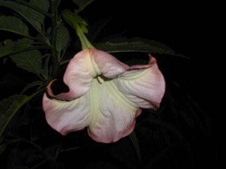 Pink and White Angel Trumpet Flower