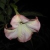 Pink and White Angel Trumpet Flower