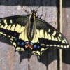 Large Swallowtail Butterfly on Fence