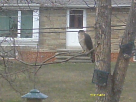 Falcon Sitting at Bird Feeder