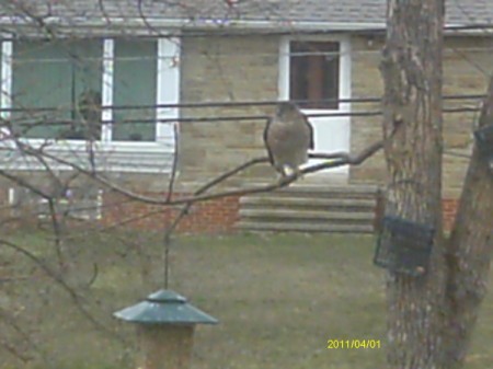Falcon Near Bird Feeder