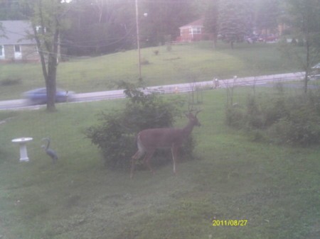 Looking out Window at One Deer in Front Yard