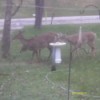 Looking out Window at Three Deer in Front Yard