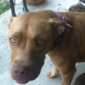 Close up of a brown dog's face.
