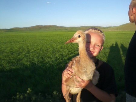 Young Boy Holding up Baby Sandhill Crane