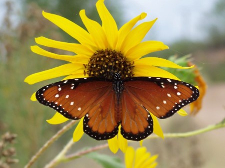 Butterfly Sitting on Yellow Sunflower
