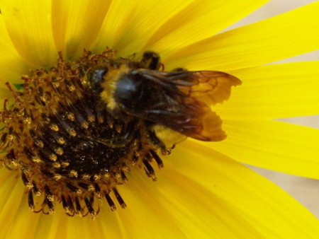 Closeup of Bee in Sunflower