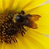 Closeup of Bee in Sunflower