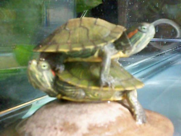 Tic and Tac the Turtles Stacked on Top of Each Other