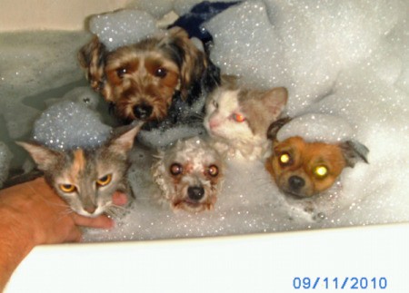 Three Dogs and a Cat in the Bathtub
