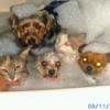 Three Dogs and a Cat in the Bathtub