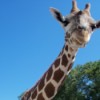 Giraffe Looking Down at Camera