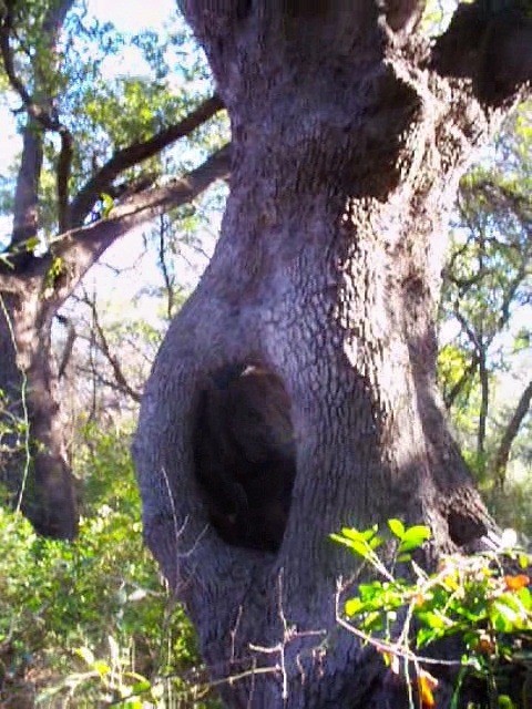 View into Large Hole in Tree
