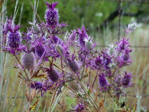 Large Clump of Purple Thistle Flowers