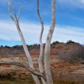 Dead Tree in Foreground of Landscape With Water