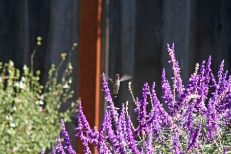 Hummingbird above sage flowers