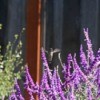 Hummingbird above sage flowers
