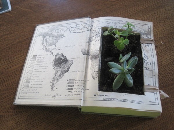 Thick book laid open, center of pages cut out filled with dirt and some succulent plants.