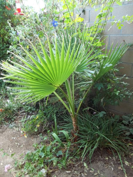 Large Mexican Palm Against Garden Wall