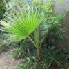 Large Mexican Palm Against Garden Wall
