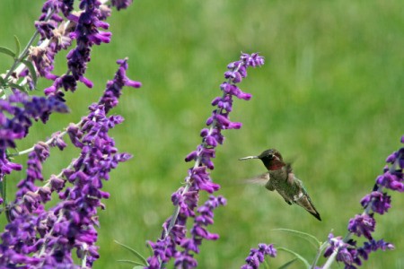 Hummingbird Feeding at Sage Flowers