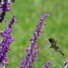 Hummingbird Feeding at Sage Flowers