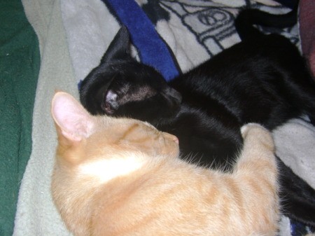 PNut and Tommy, Cats Sleeping Together