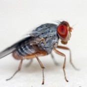 Photo of a fruit fly.