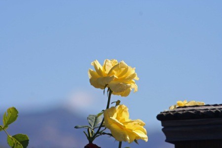 Yellow Rose with Blue Sky in Background