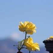 Yellow Rose with Blue Sky in Background