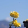 Yellow Rose with Blue Sky in Background