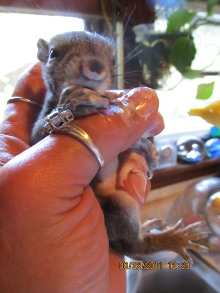 Baby Squirrel Being Held in Hand