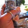 Baby Squirrel Being Held in Hand