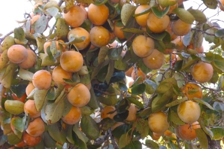 Persimmons in Tree