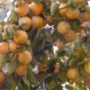 Persimmons in Tree