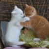 Waltzing Kittens Playing on a Chair