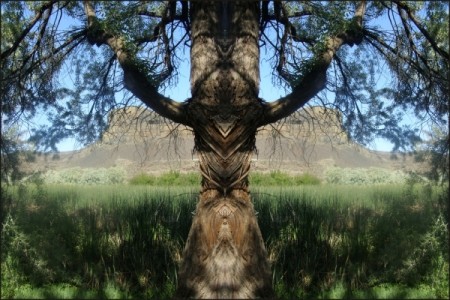 Mirrored Tree at Dry Falls