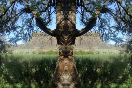 Mirrored Tree at Dry Falls