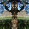 Mirrored Tree at Dry Falls