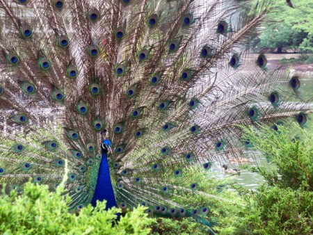 Peacock Displaying it's Feathers