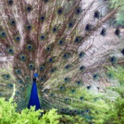 Peacock Displaying it's Feathers