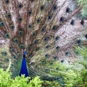 Peacock Displaying it's Feathers