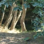 View of plants and a garden shovel in Turkish garden area.