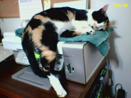 Cat Laying on Fax Machine