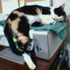 Cat Laying on Fax Machine